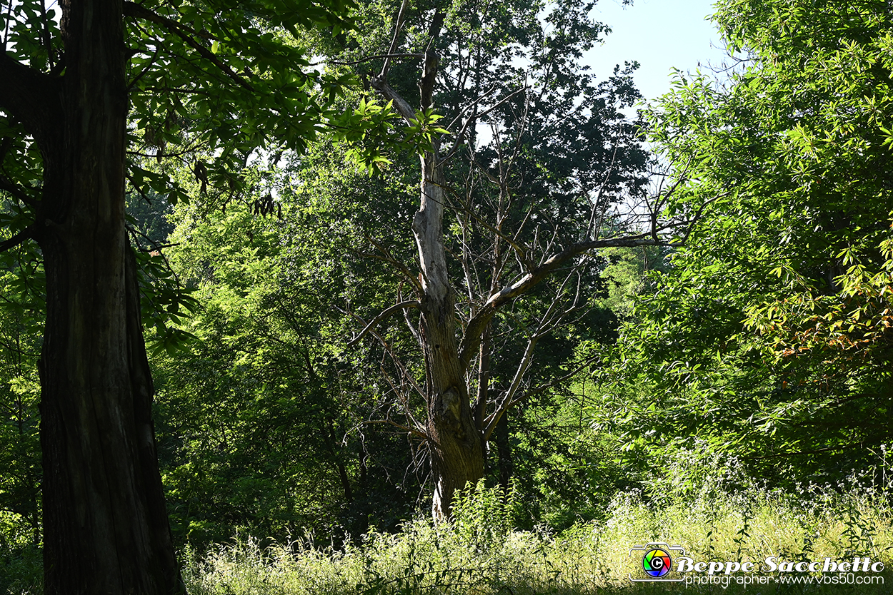 VBS_4781 - Il bosco fatato - Montaldo Roero.jpg